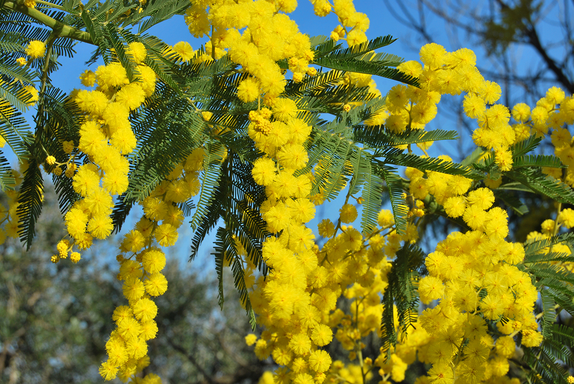 Žute mimoze, putovanje Azurna obala, festival mimoza, putovanje autobusom, garantirani polasci